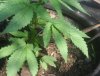 TH Seeds- Mkage - 3 Weeks Old- 5-15 -.05a.jpg