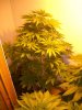 BS F1 AUTO FEM2_5-16-12 d45 1.JPG