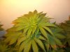 BS F1 AUTO FEM3_5-16-12 d45 2.JPG