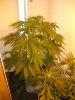 BS F1 AUTO FEM5_5-16-12 d45 1.JPG