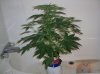 BS F1 AUTO FEM1_5-17-12 1.JPG