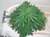 BS F1 AUTO FEM1_5-17-12 2.JPG