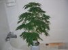 BS F1 AUTO FEM2_5-17-12 1.JPG