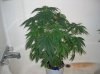 BS F1 AUTO FEM3_5-17-12 1.JPG