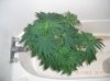 BS F1 AUTO FEM3_5-17-12 2.JPG