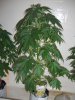 BS F1 AUTO FEM4_5-17-12 1.JPG