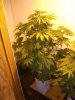 BS F1 AUTO FEM5_5-17-12 1.JPG