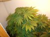 BS F1 AUTO FEM5_5-17-12 2.JPG