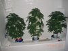 2 AUTOS 1 PHOTO BS F1_5-17-12.JPG