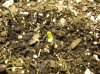 FFOF SEEDLING 7-3-11.JPG