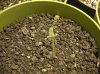 SEEDLING 2 _7-3-11.JPG