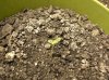 SEEDLING 4 _7 -3-11.JPG