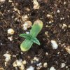 seedling 1 - top.JPG