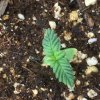 seedling 2 - top.JPG