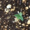 seedling 3 - top.JPG