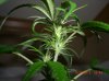 DUURTY WIDOW_1_5-25-12 4 DAYS FLOWERING.JPG