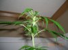 DUURTY WIDOW_2_5-25-12 4 DAYS FLOWERING.JPG