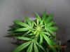 DUURTY WIDOW_3_5-25-12 4 DAYS FLOWERING.JPG