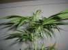 PURPLE WIDOW1_1_5-25-12 4 DAYS FLOWERING.JPG