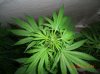 PURPLE WIDOW1_2_5-25-12 4 DAYS FLOWERING.JPG