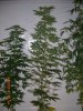 PURPLE WIDOW1_3_5-25-12 4 DAYS FLOWERING.JPG