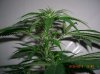 PURPLE WIDOW2_1_5-25-12 4 DAYS FLOWERING.JPG