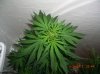 PURPLE WIDOW2_2_5-25-12 4 DAYS FLOWERING.JPG