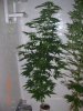 PURPLE WIDOW2_3_5-25-12 4 DAYS FLOWERING.JPG