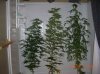 3 AMAZONS_1_5-25-12 4 DAYS FLOWERING.JPG