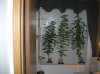 3 AMAZONS_2_5-25-12 4 DAYS FLOWERING.JPG