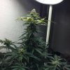 Day 65 - Whole Plant.JPG