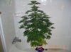 BS F1 FEM KUSH BUSH_5-31-12 1.JPG