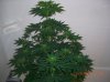 BS F1 FEM KUSH BUSH_5-31-12 2.JPG