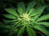 BS F1 FEM KUSH BUSH_5-31-12 5.JPG