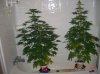 BS F1 FEM KUSH BUSH & BIG BROTHER_5-31-12.JPG