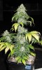 RRF_Day58_1.jpg