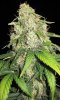 RRF_Day58_2.jpg