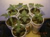 2 WEEK OLD AUTOS_6-1-12 1.JPG