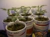 2 WEEK OLD AUTOS_6-1-12 2.JPG