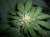 BS F1 FEM2 DUSTED BUD_6-2-12.JPG