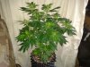 3rd MS Grow 017.jpg