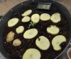 fungus gnat potato bait.JPG