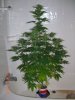 BS F1 FEM3 KUSH BUSH_6-7-12 1.JPG