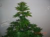 BS F1 FEM3 KUSH BUSH_6-7-12 2.JPG