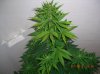 BS F1 FEM3 KUSH BUSH_6-7-12 3.JPG