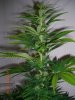 BS F1 FEM3 KUSH BUSH_6-7-12 4.JPG