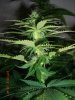 BS F1 FEM3 KUSH BUSH_6-7-12 5.JPG