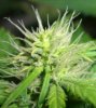 BS F1 FEM3 KUSH BUSH_6-7-12 6.jpg