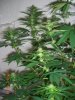 BS F1 FEM3 KUSH BUSH_6-7-12 7.JPG