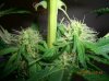 BS F1 FEM3 KUSH BUSH_6-7-12 8.JPG